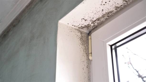 Best Asbestos and Lead Testing During Mold Inspection  in Springdale, PA