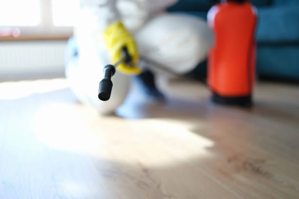 Best Basement Mold Removal  in Springdale, PA