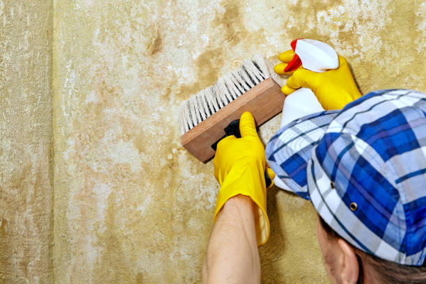 Best Residential Mold Inspection & Testing  in Springdale, PA