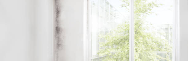 Best Mold Prevention Services  in Springdale, PA