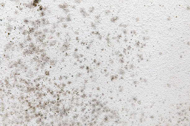 Environmental Consulting for Mold Prevention in Springdale, PA