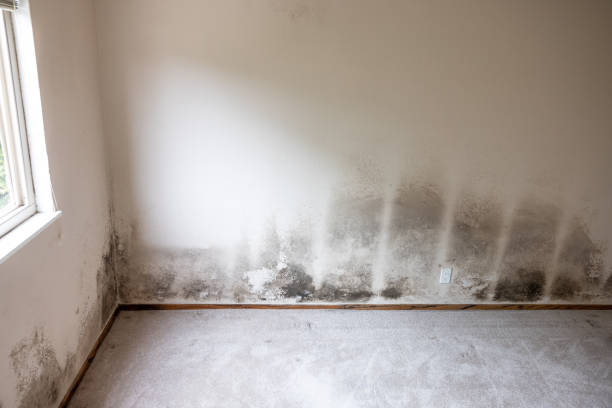 Reliable Springdale, PA Mold Removal Solutions