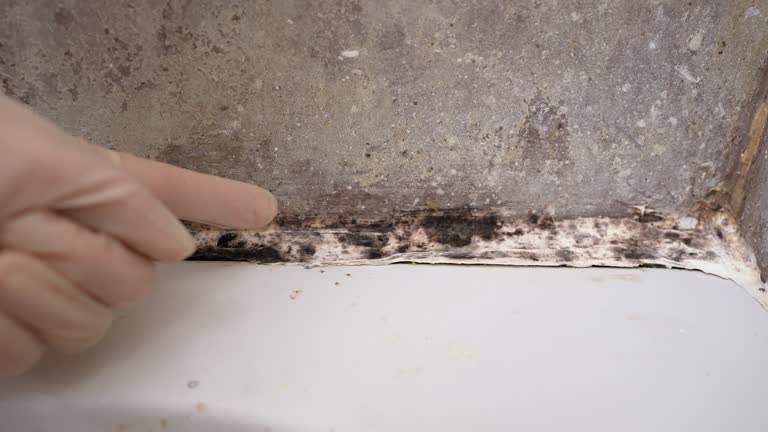 Mold Documentation for Insurance Claims in Springdale, PA